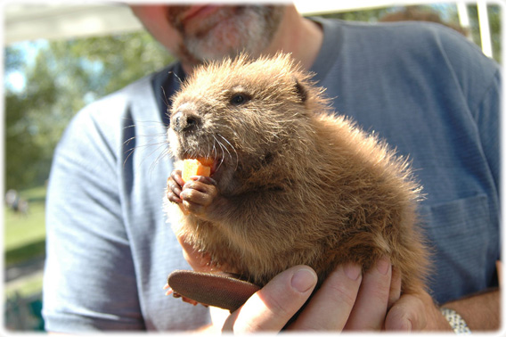 Fucking sweet little beaver!!!